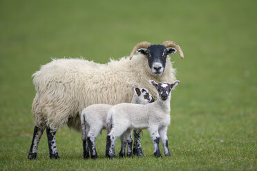 Drei Schafe auf einer Wiese - MJOF01494