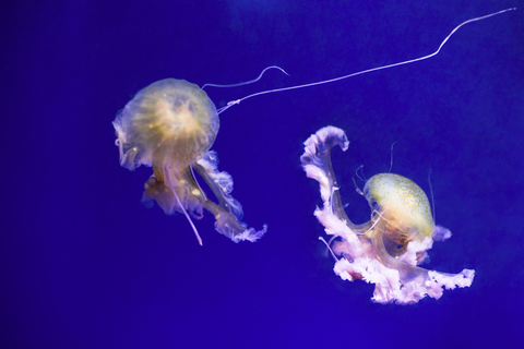 Jellies stock photo