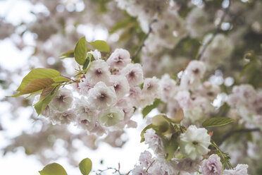 Deutschland, Sachsen, Dresden, Mandelblüten, Prunus triloba - ASCF00850