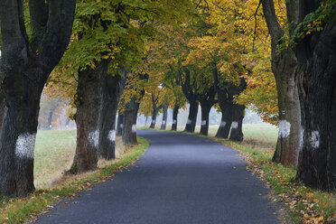Czechia, Bohemia, Bohemian Switzerland, Country road lined with maple trees - RUEF01853