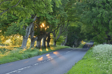 United Kingdom, England, Dorset, beech tree lined road with sunbeams - RUEF01859