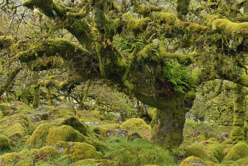 Vereinigtes Königreich, England, Dartmoor National Park, Bäume und Granitblöcke sind mit Moos bewachsen - RUEF01861