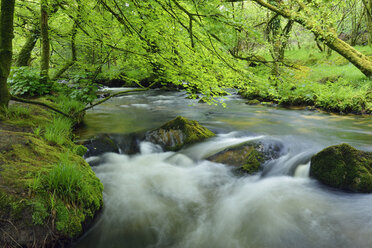 Vereinigtes Königreich, England, Cornwall, Liskeard, River Fowey, Golitha Falls - RUEF01862