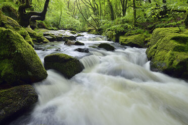 United Kingdom, England, Cornwall, Liskeard, River Fowey, Golitha Falls - RUEF01863