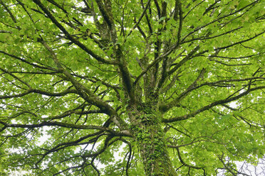 United Kingdom, England, Cornwall, tree branches of maple tree - RUEF01864