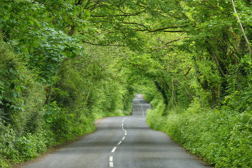 Vereinigtes Königreich, England, Cornwall, Landstraße durch grünen Tunnel im Wald - RUEF01865