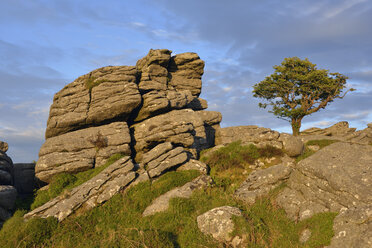 Vereinigtes Königreich, England, Devon, Dartmoor National Park, Felsen und Weißdornbaum bei Holwell Tor - RUEF01866