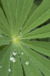 Raindrops on leaf - CRF02792