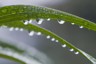 Water drops hanging at leaf, close-up - CRF02795