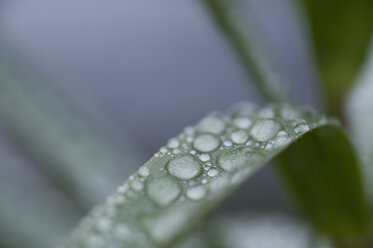 Raindrops on leaf, close-up - CRF02796