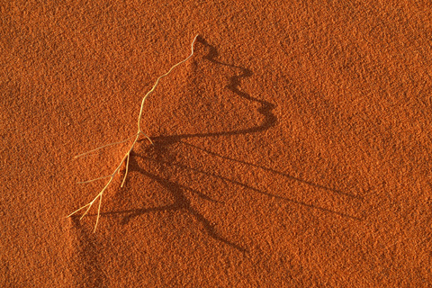 Algerien, Tassili n'Ajjer-Nationalpark, Wüste Sahara, getrocknetes Gras auf Sanddüne, lizenzfreies Stockfoto