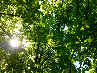 Die Sonne scheint durch die Blätter eines Kastanienbaums - JTF00989