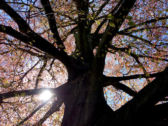 Sun shining through branches of a copper beech tree - JTF00990