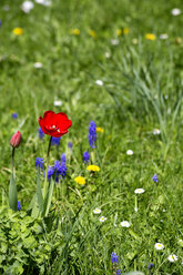 Wiese mit Tulpe, wilder Hyazinthe, Gänseblümchen und Löwenzahn im Frühling - NDF00751