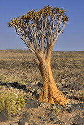 Afrika, Namibia, Namib Naukluft Berge, Namib Wüste, Köcherbaum, Aloe dichotoma - ESF01614