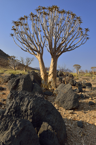 Afrika, Namibia, Namib Naukluft Berge, Namib Wüste, Köcherbaum, Aloe dichotoma, lizenzfreies Stockfoto