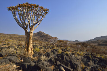 Africa, Namibia, Namib Naukluft mountains, Namib Desert, Quiver tree, Aloe dichotoma - ESF01616