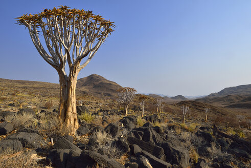 Afrika, Namibia, Namib Naukluft Berge, Namib Wüste, Köcherbaum, Aloe dichotoma - ESF01616