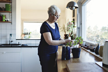 Retired senior woman standing by potted plants on kitchen counter at home - MASF07439