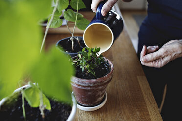 Midsection of retired senior woman watering potted plants on kitchen counter at home - MASF07442