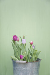 Tulips in metal bucket - GISF00332