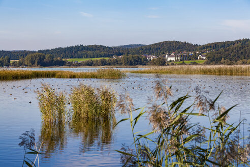 Deutschland, Reichenau, Wollmatinger Ried - WD04633