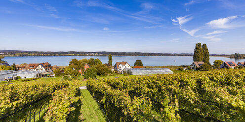 Deutschland, Oberzell, Blick auf den Bodensee mit Weinbergen im Vordergrund - WD04634