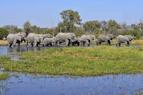 Afrika, Namibia, Bwabwata-Nationalpark, Kwando-Fluss, Elefantenherde, Loxodonta africana, lizenzfreies Stockfoto