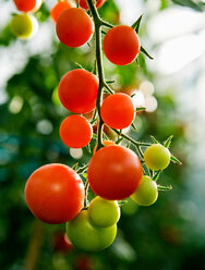 Ripening tomatoes on the stem - CUF00118