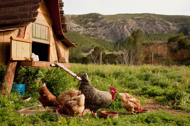 Hühner und Hühnerstall auf dem Bauernhof - CUF00139