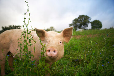 Schwein läuft im hohen Gras - CUF00233