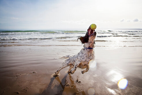 Dog catching tennis ball on beach - CUF00530