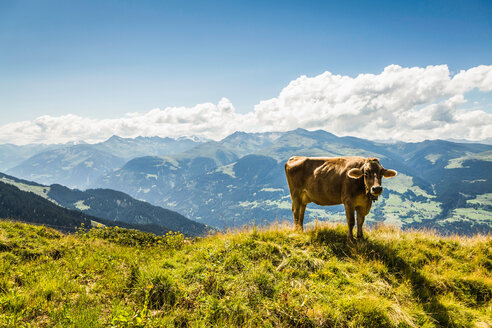 Weidende Kuh auf einem grasbewachsenen Hügel - CUF00653