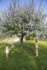 Zwei Mädchen stehen barfuß im Garten vor einem blühenden Apfelbaum - LVF06928