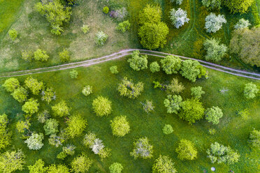 Deutschland, Baden-Württemberg, Schwäbisch-Fränkischer Wald, Rems-Murr-Kreis, Luftaufnahme einer Streuobstwiese mit Feldweg - STSF01520