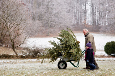 Junge und Großvater mit Weihnachtsbaum - CUF00748