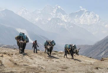 Nepal, Solo Khumbu, Everest, Dingboche, Sherpa führt Lasttiere durch die Berge - ALRF01045