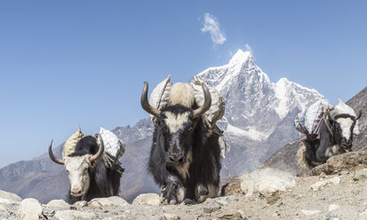 Nepal, Solo Khumbu, Everest, Chukkung, Yaks tragen Proviant - ALRF01082