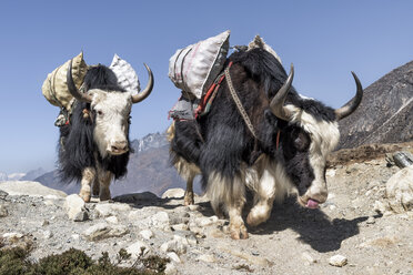 Nepal, Solo Khumbu, Everest, Chukkung, Yaks tragen Proviant - ALRF01083