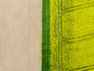 Germany, Hesse, Wetterau, flowering rape field - AMF05705