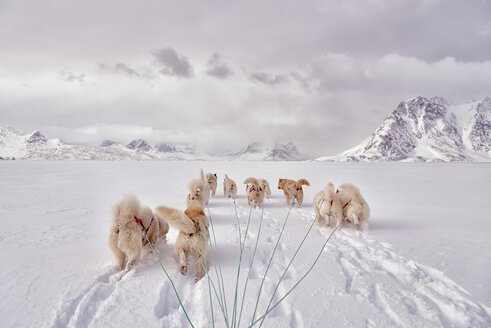 grönland, Schweizerland Alpen, Huskys - ALRF01206