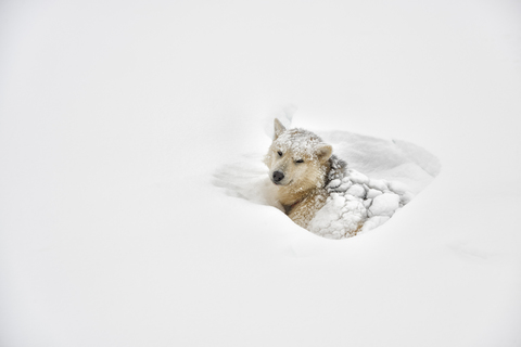 Greenland, husky lying in snow stock photo