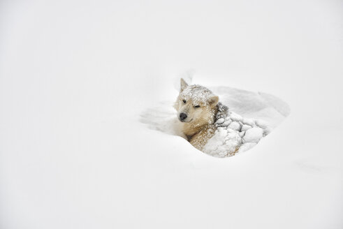 Grönland, Husky im Schnee liegend - ALRF01209