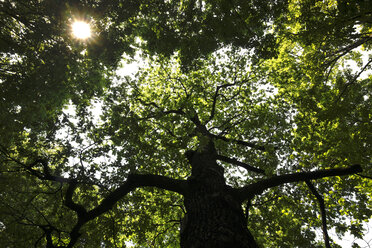 Germany, view to tree top at sunlight - JTF00996