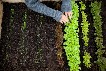 Teenage girl planting seedlings - CUF01017