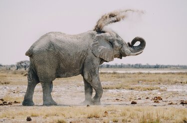 Afrika, Namibia, Etosha-Nationalpark, Elefant, Sandbad - GEMF01920