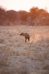 Afrika, Namibia, Etoscha-Nationalpark, Hyäne, Crocuta crocuta, Spaziergang allein bei Sonnenuntergang - GEMF01921