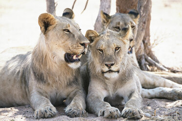 Afrika, Namibia, Löwenfamilie beim Ausruhen im Etosha-Nationalpark - GEMF01923