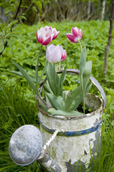 Deutschland, Hamburg, Altes Land, Tulpen in rostiger Gießkanne im Garten - GISF00334