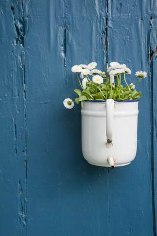 Flower decoration, white daisies flowering in enamel pot stock photo